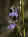 Downy Lobelia